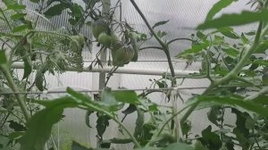 Сравниваю два похожих сорта томатов Чёрная магия и Сержант Пеппер.