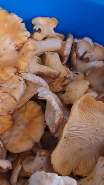 лисички пошли в Калужской области смотреть онлайн