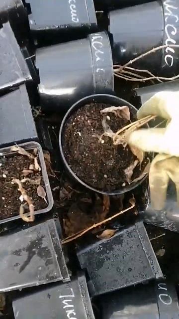 Гортензии после зимы. смотреть онлайн