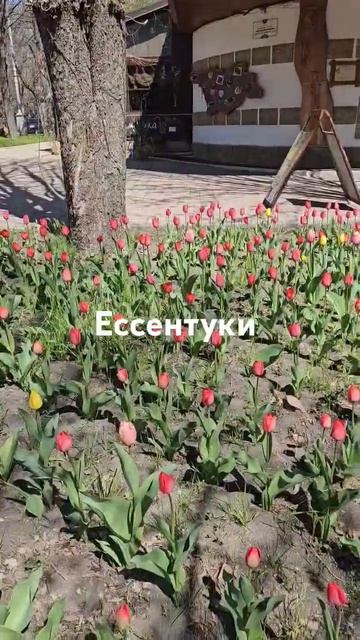 Вербное воскресенье ! гортензий цветы садоводничест