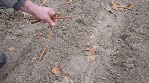 Простой способ укоренения черенков винограда осенью