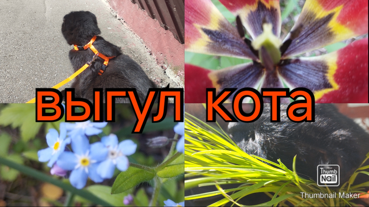 Выгуливаем кота, готовлю котлетки, снимаю на телефон