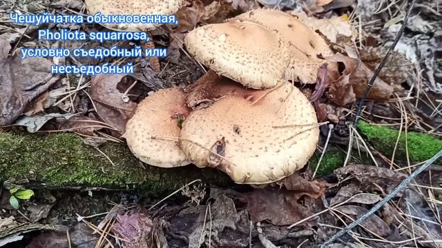 14 видов съедобных грибов в середине ноября