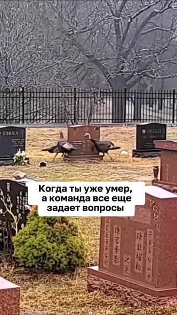 Лайк, если команда без тебя никуда 😂 #бизнес #доход #ми смотреть онлайн