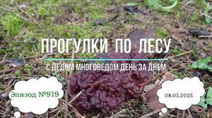Прогулки по лесу. День за днем с дедом Многоведом. 8 мая 2025г. Эпизод 919.