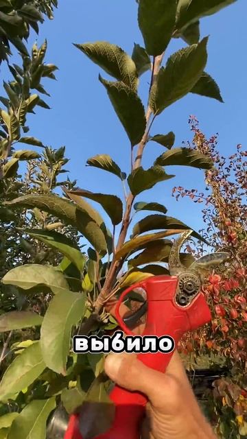 Так можно и нужно обрезать любую ветку или ствол плодо смотреть онлайн