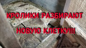 Кролики разбирают новую клетку!!!
