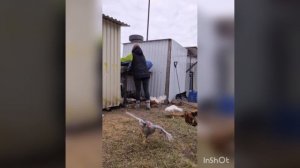 Курочки