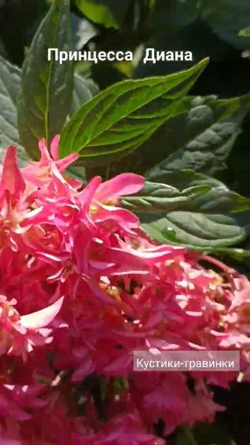 ремонтный сорт крупнолистной гортензии #гортензия #пи смотреть онлайн