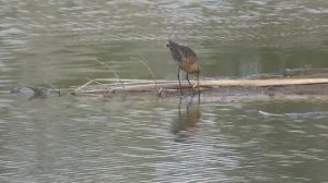 Большой веретенник на р. Ошняк