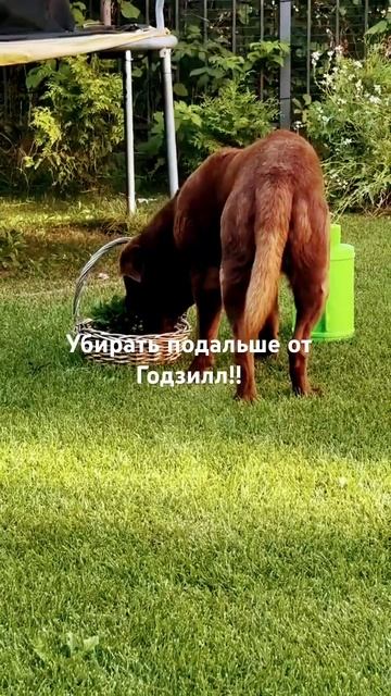 Размножаем гортензию. Срочное включение. Есть нюансы! смотреть онлайн