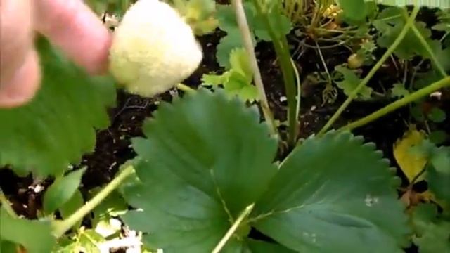 Сама даже глазам не верю, что на этом месте была трава по пояс и мусор с колючими кустами. смотреть онлайн