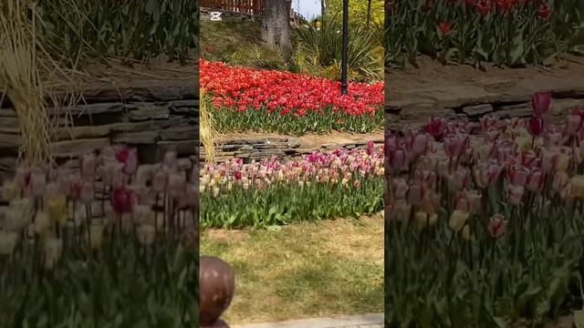 Эмирган! Чудесное творение! Море тюльпанов!