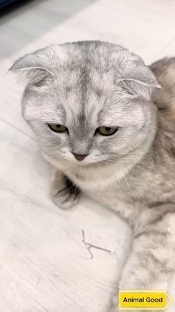 😼 #cat #cats