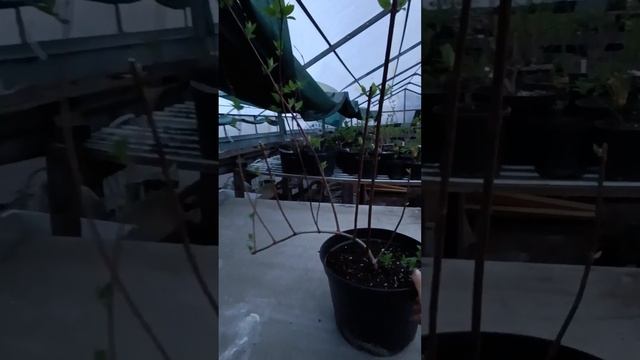 Зачем нужна обрезка метельчатой гортензии? Отвечаю. смотреть онлайн