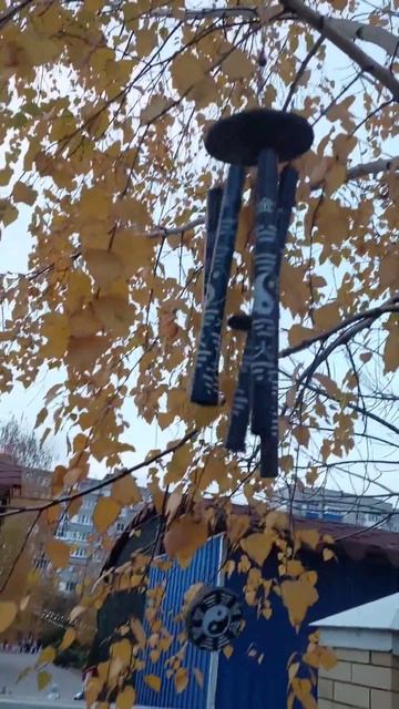 Осенняя берёза. Ростов-на-Дону. смотреть онлайн