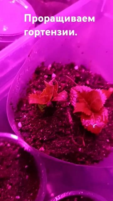 Крупнолистная гортензия Niko Blu. #гортензии #цветы #черен смотреть онлайн