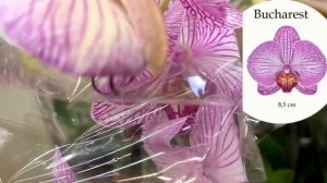 Цветы ГИГАНТЫ! Крупноцветковые орхидеи в Лемана Про С?
