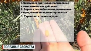 Облепиха польза и вред для организма / Облепиха полезн