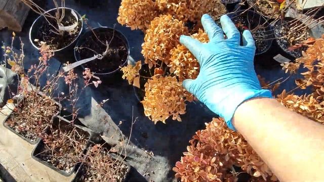 Подготовка метельчатой гортензии к зимовке🌸20. 10.2024 смотреть онлайн