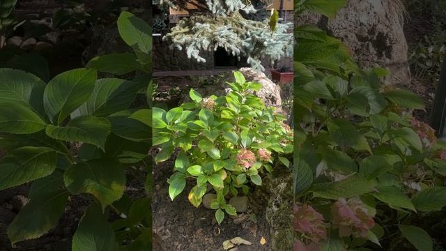 Гортензии,Их нужно укрыть при низких положительных те смотреть онлайн