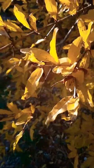 Гранат в Крыму