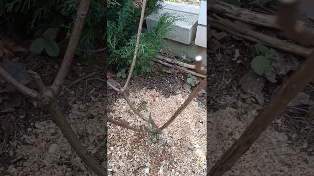 Низкая обрезка гортензий с большими шапками весной. В? смотреть онлайн