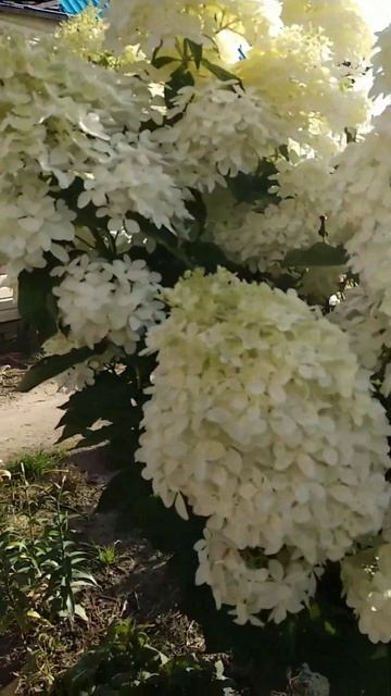 🌺 Гортензия ФАНТОМ смотреть онлайн