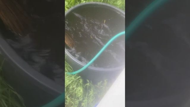 у нас тут лягушка 🐸 есть смотреть онлайн