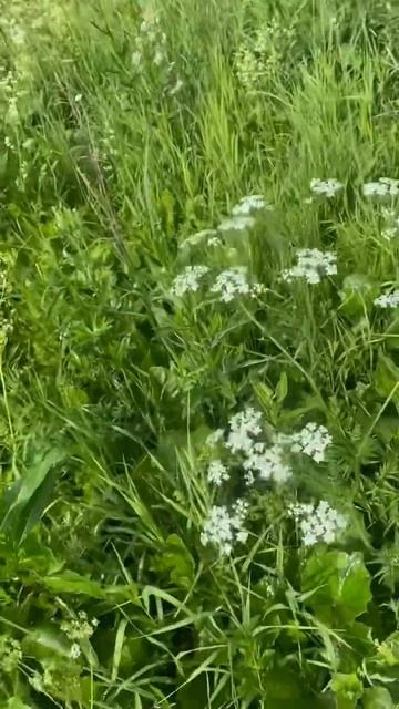 Город Тула яснагорск район смотреть онлайн