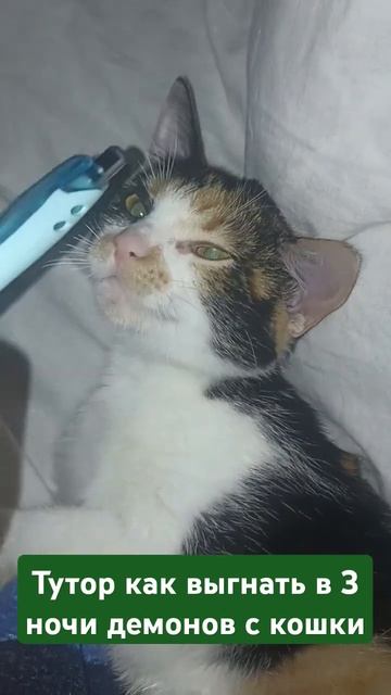 Сохраняйте видео те у кого есть кошка смотреть онлайн