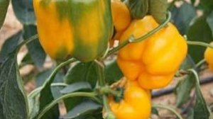 Когда рассаду перца высаживать в неотапливаемую теплицу: советы и рекомендации