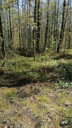 парк Сосновая поляна