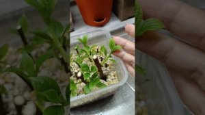 Укоренение зеленого черенка из древесного черенка. Мо