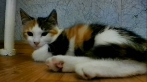 Кошечка Антуанетта. Милый трехцветный котенок нашел дом.