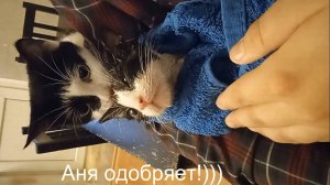 Как помыть уличного котенка? Купаем котенка не щадя ничего!)