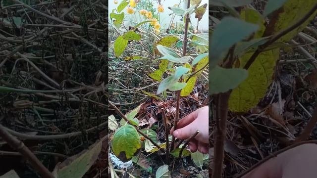 Обрезка метельчатой гортензии🍂 осенью 🍁 Лайм лайт