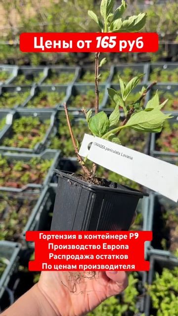 Распродажа гортензии продолжается! смотреть онлайн