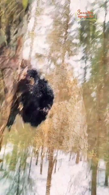 Обратите внимание на гриб Чага Березовая #чага #Чага_б? смотреть онлайн