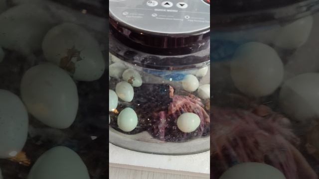 Рождение новой жизни  в честь праздника)) Перепёлки селадон.