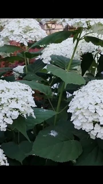 Сніжна красуня, Strong Annabelle. #гортензія #StrongAnnabelle #shorts смотреть онлайн