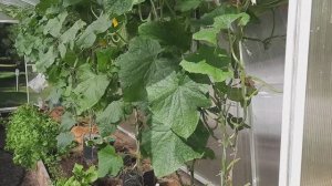 Что осталось в теплицах к концу августа.