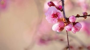 Расслабляющая музыка от стресса, беспокойства и депрессии🌿 Разум, Успокаивающая музыка для нервов