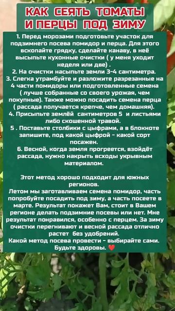 Как Посеять Томаты и Перцы под Зиму #полезныесоветы #о? смотреть онлайн