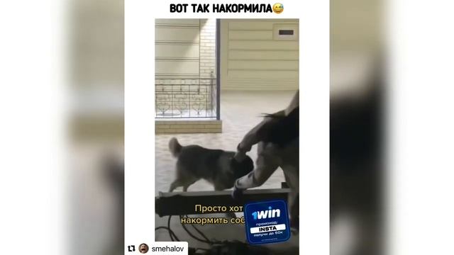 Я РЖАЛ ДО СЛЕЗ | ПОДБОРКА ОТБОРНЫХ ПРИКОЛОВ 2022 | Декабрь смотреть онлайн