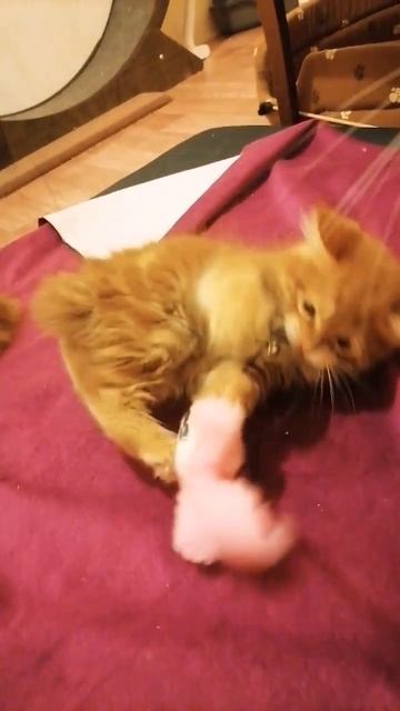 21.05.23 Питомник курильских бобтейлов GOLDEN SUN. Есть рыжие смотреть онлайн