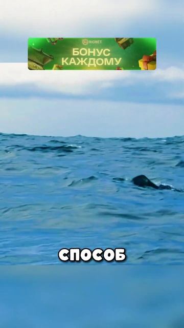 В мире есть рыба которая летает? смотреть онлайн