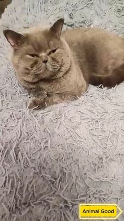 #юмор #прикол #cat приятного вам дня ☕👍❤
