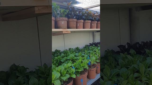 Гортензия Ассортимент 2025 смотреть онлайн