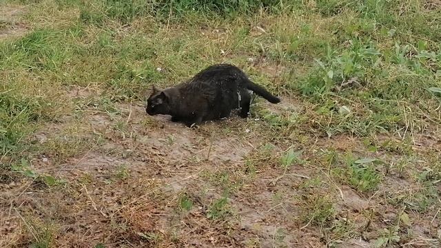 Кот моей бабушки приехал домой спустя кучу времени и р смотреть онлайн